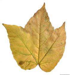 Leaves